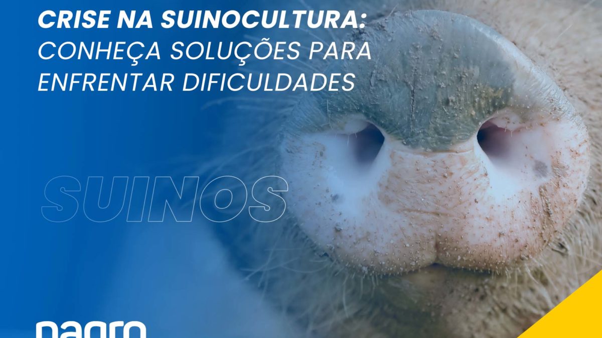 Crise na Suinocultura