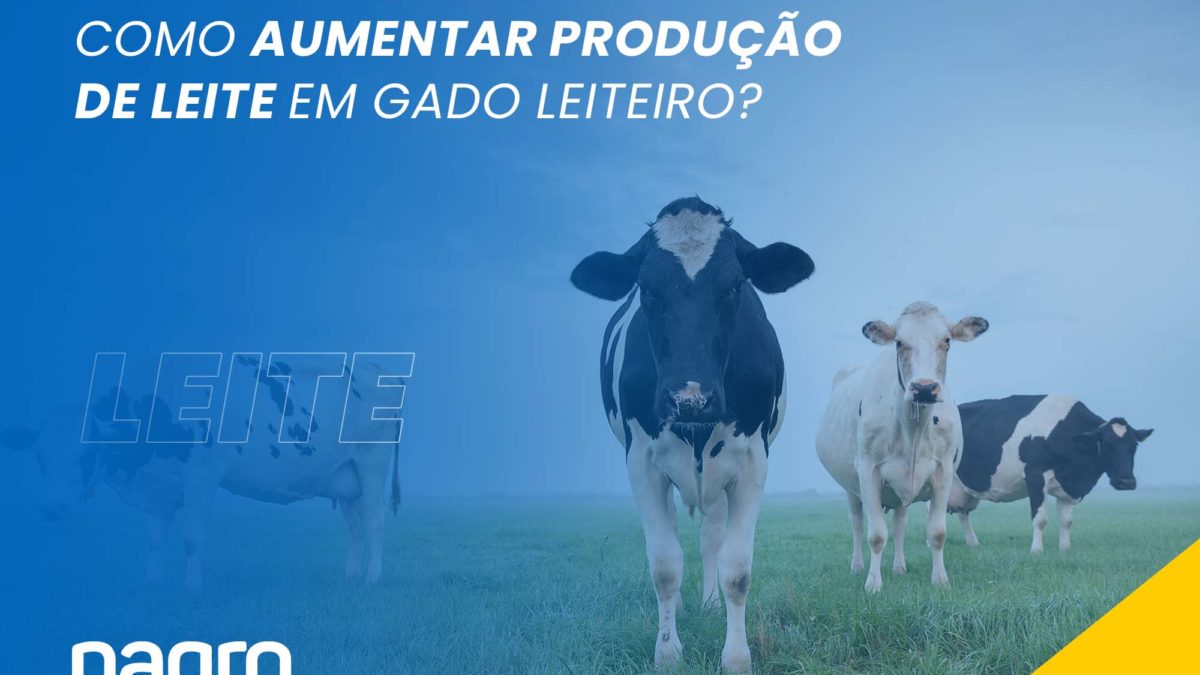 Como aumentar produção de leite em gado leiteiro