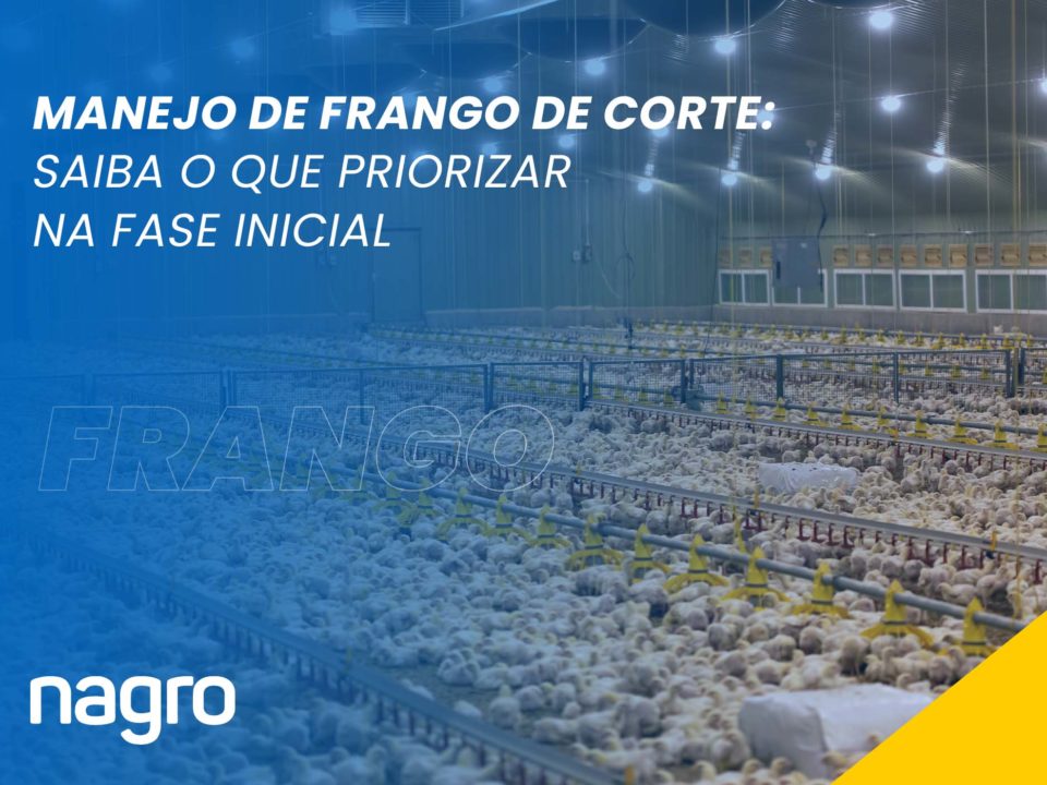 Manejo de frango e corte