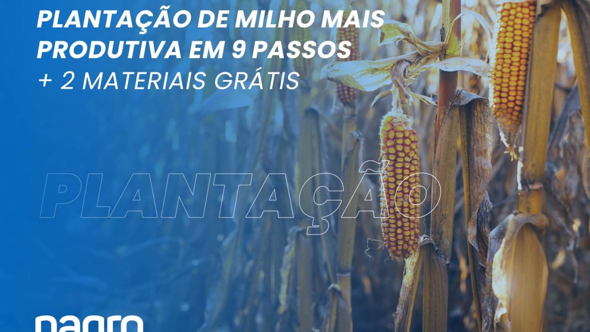 plantação de milho