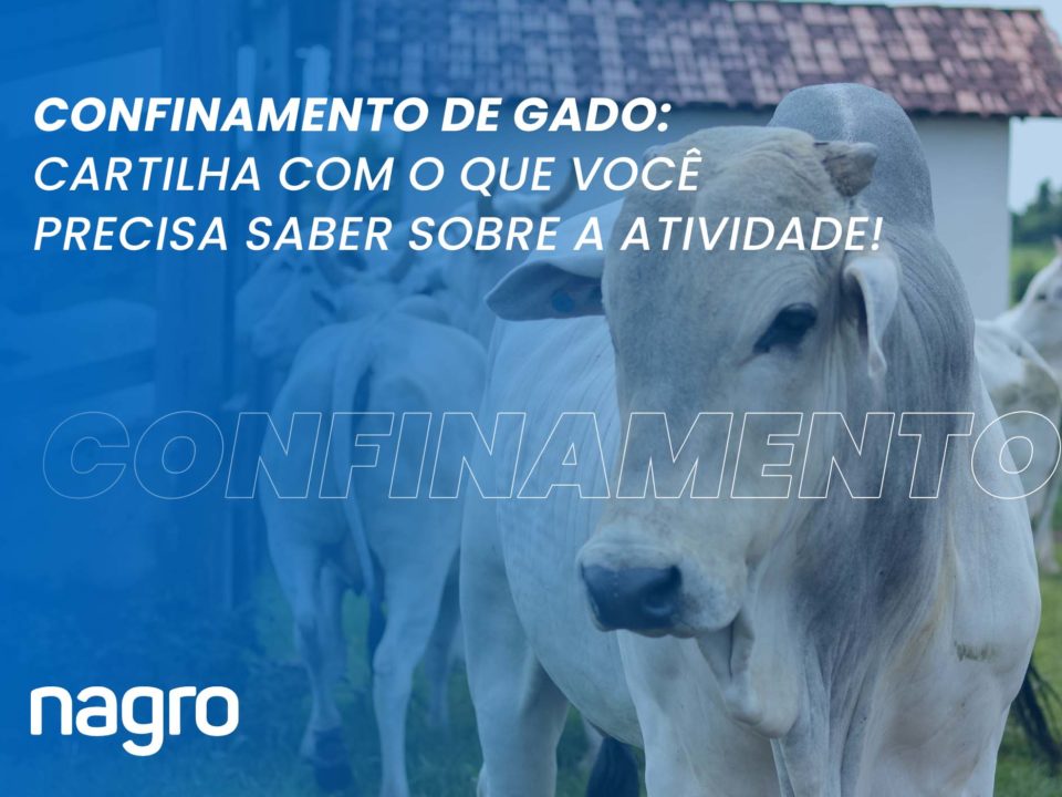 Saiba tudo sobre confinamento de gado